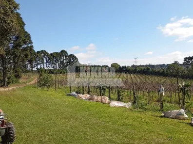 Fazenda/Sítio à venda, 177060m² no Guaragi, Ponta Grossa