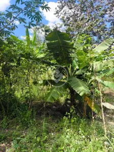 Fazenda/Sítio com 2 Quartos à venda, 292729m² no Usina Rochedo, Piracanjuba