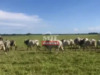 Fazenda/Sítio à venda, 500m² no , Nova Crixás