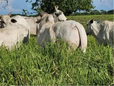 Fazenda/Sítio com 10 Quartos à venda, 63150000m² no Centro, Rondonópolis