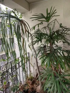 Apartamento com 2 Quartos à venda, 100m² no Vila Nova Conceição, São Paulo
