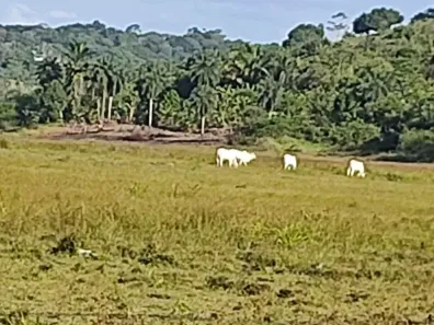 Fazenda/Sítio à venda, 20000m² no Santo Agostinho, Cabo de Santo Agostinho