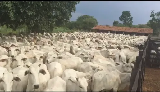 Fazenda/Sítio com 7 Quartos à venda, 2725m² no , Monte Alegre de Goiás
