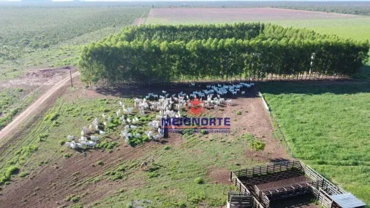Fazenda/Sítio com 1 Quarto à venda, 7810000m² no Santa Filomena, Santa Filomena