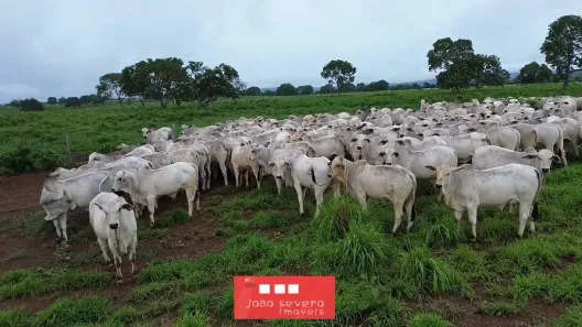 Fazenda/Sítio à venda, 121300000m² no , Miranorte