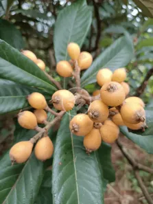 Fazenda/Sítio à venda, 7m² no Centro, Monte Alegre de Minas