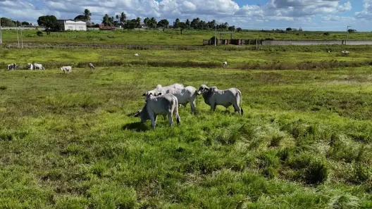 Fazenda/Sítio com 4 Quartos à venda, 200000m² no , Monte Alegre