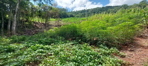 Lote/Terreno à venda, 20000m² no Linha Olinda, Nova Petrópolis