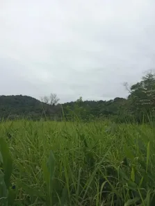 Fazenda/Sítio à venda, 677600m² no , Guaraqueçaba