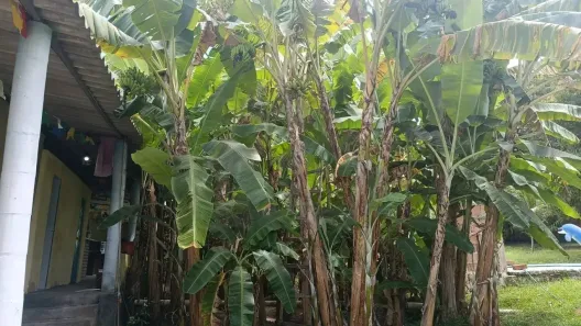 Fazenda/Sítio com 2 Quartos à venda, 2070m² no Várzea Grande, São Cristóvão