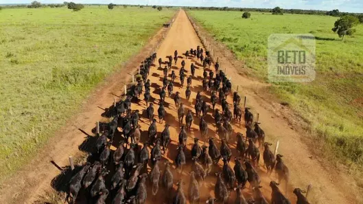 Fazenda/Sítio à venda, 999999999m² no , São Miguel do Araguaia