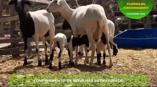 Fazenda/Sítio com 20 Quartos à venda, 500000m² no , Jeremoabo