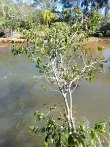 Fazenda/Sítio à venda, 2364m² no , Rio Sono
