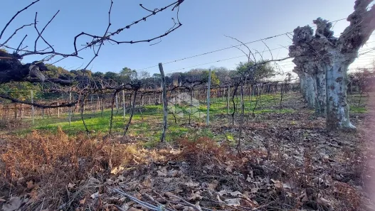 Fazenda/Sítio à venda, 91000m² no Vale dos Vinhedos, Bento Gonçalves
