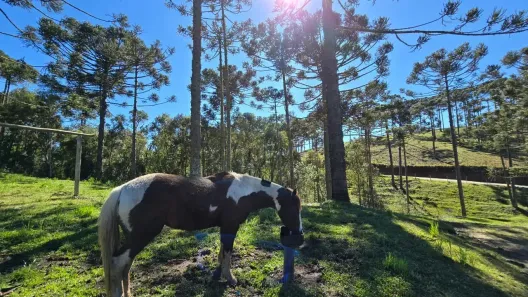 Fazenda/Sítio à venda, 32000m² no , Rio Rufino