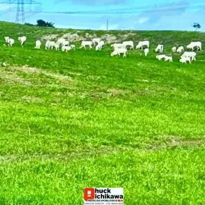Fazenda/Sítio à venda, 695750m² no Centro, Santo Amaro das Brotas