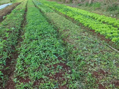 Fazenda/Sítio com 1 Quarto à venda, 3040m² no Selva, Londrina