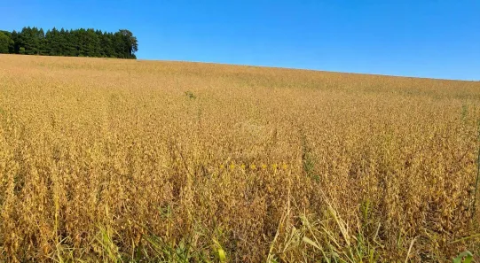 Fazenda/Sítio à venda, 629200m² no São Luiz Purunã, Balsa Nova