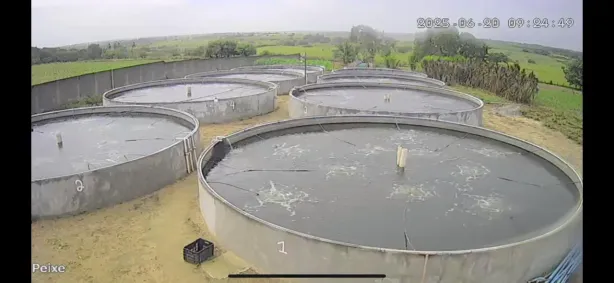 Fazenda/Sítio com 4 Quartos à venda, 20000m² no , Monte Alegre