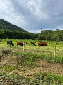 Lote/Terreno à venda, 55000m² no Rio do Peixe, Luiz Alves
