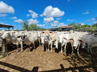 Fazenda/Sítio com 4 Quartos à venda, 2516800m² no São Vicente de Paula, Araruama
