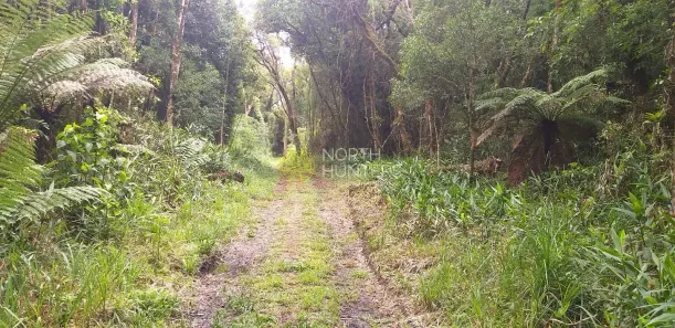 Fazenda/Sítio com 1 Quarto à venda, 75m² no Campo Alegre, Campo Alegre