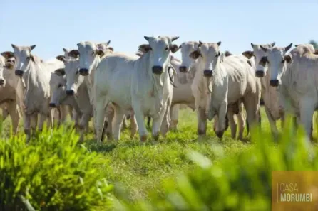 Fazenda/Sítio com 1 Quarto à venda, 4867m² no , Porto Nacional