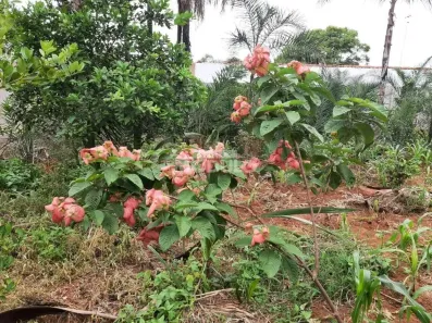 Fazenda/Sítio à venda, 1000m² no Morada Nova, Uberlândia