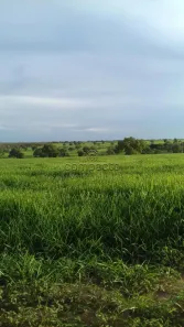 à venda, 106000m² no Perímetro Urbano, Mirassol