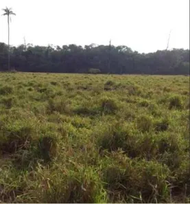 Lote/Terreno à venda, 508200m² no Triunfo, Candeias do Jamari