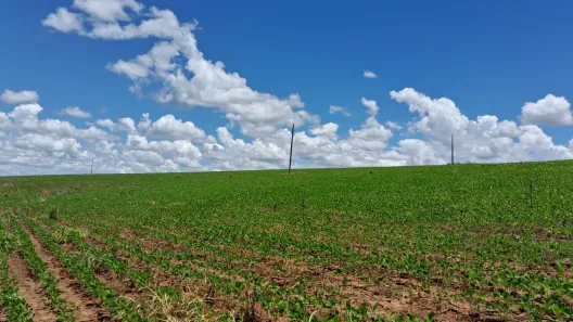 Fazenda/Sítio com 3 Quartos à venda, 339500m² no , Silvânia