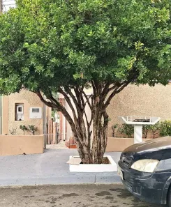 Casa com 2 Quartos para alugar, 66m² no Vila Piza, Limeira