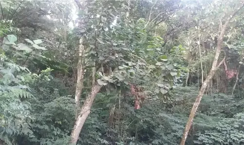 Lote/Terreno à venda, 5951m² no Tucuruvi, São Paulo