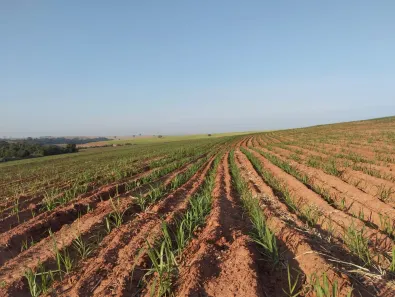 Fazenda/Sítio com 3 Quartos à venda, 170m² no , Getulina