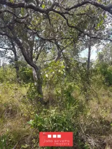 Fazenda/Sítio à venda, 6050000m² no , Rio Sono
