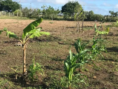 Fazenda/Sítio com 3 Quartos à venda, 2500m² no , Monte Alegre