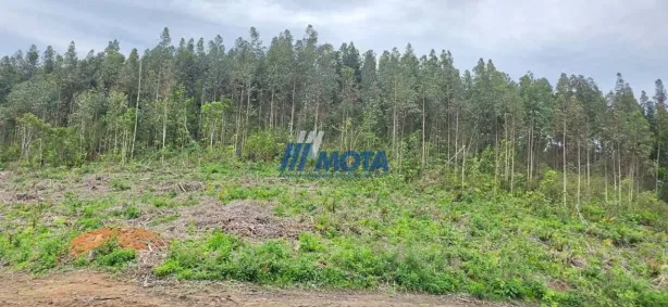 Fazenda/Sítio à venda, 53175m² no Lagoinha, Tijucas do Sul