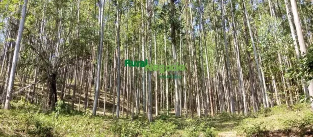 Fazenda/Sítio à venda, 700000m² no Tijuco Preto, Brazópolis