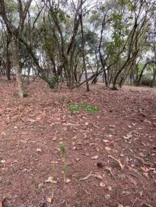 Lote/Terreno à venda, 1575m² no Vila de São Fernando, Cotia