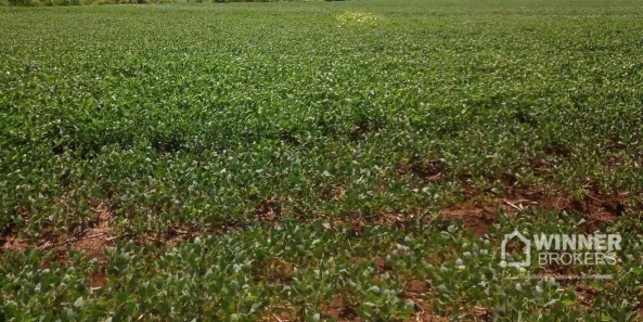 Fazenda/Sítio à venda, 24200m² no Zona Rural, Paiçandu