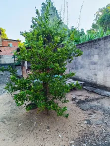 Lote/Terreno à venda, 120m² no Santa Cruz, Rio de Janeiro