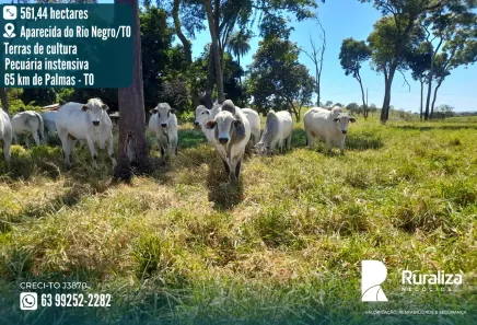 Fazenda/Sítio à venda, 561m² no , Aparecida do Rio Negro
