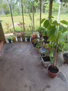 Fazenda/Sítio com 2 Quartos à venda, 1400m² no São Raimundo de Borralhos, Santo Antônio do Tauá