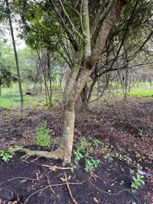 Fazenda/Sítio à venda, 12003m² no Chácaras Califórnia, Goiânia