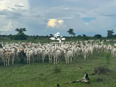 Fazenda/Sítio à venda, 5320000m² no , Cocalinho