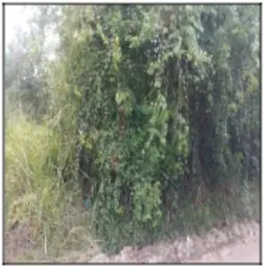 Lote/Terreno à venda, 50m² no Agro Brasil (Sambaetiba), Itaboraí