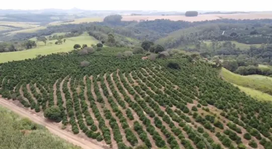 Fazenda/Sítio com 5 Quartos à venda, 200000m² no , Pinhalão