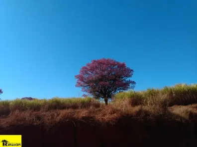Fazenda/Sítio com 2 Quartos à venda, 169400m² no Palestina, Palestina