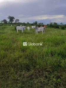 Fazenda/Sítio com 2 Quartos à venda, 17000000m² no Centro, São Francisco