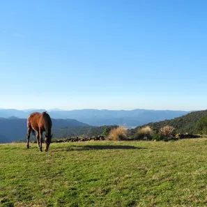 Fazenda/Sítio com 8 Quartos à venda, 710000m² no Centro, Urubici